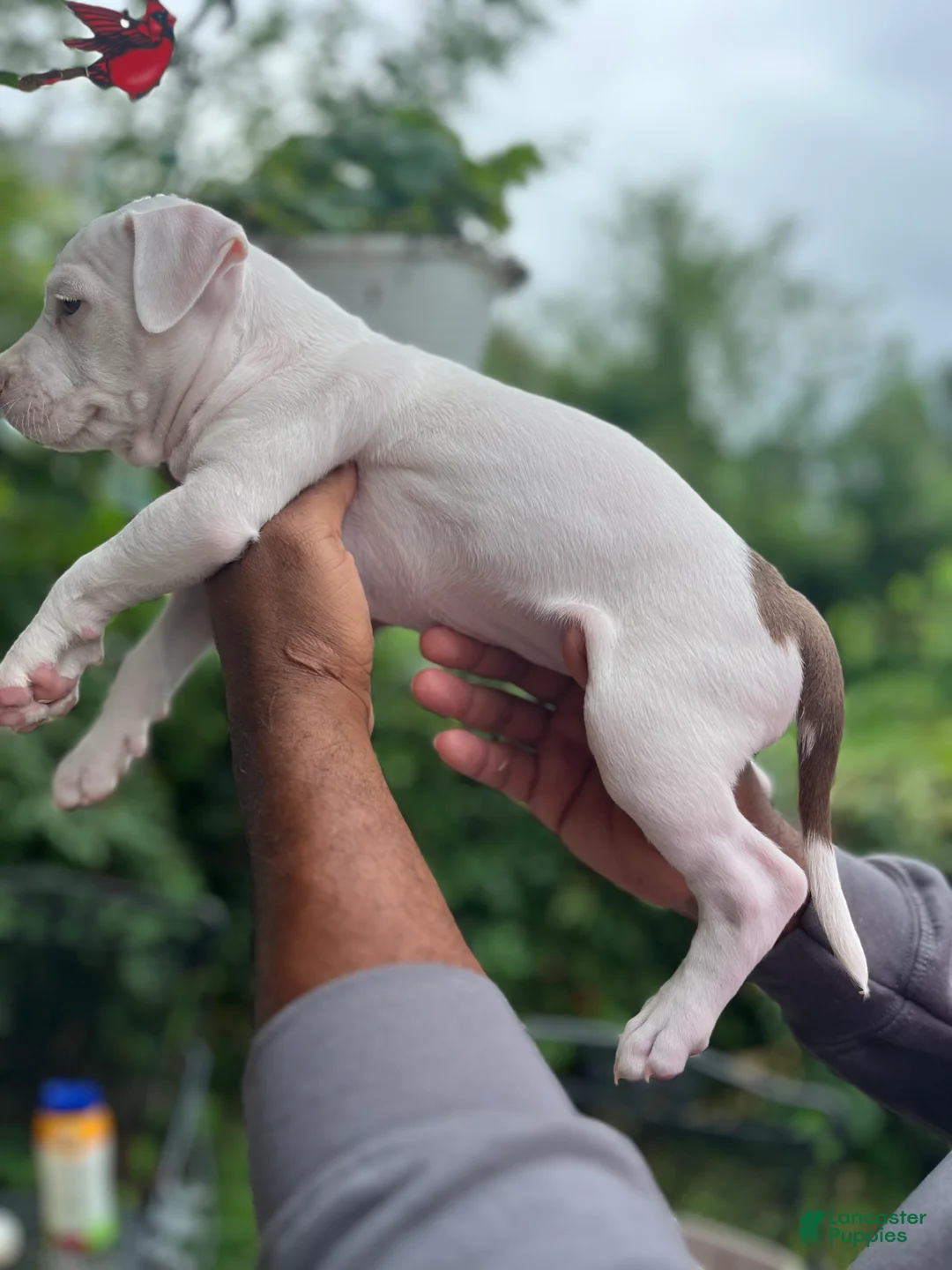 American Pit Bull Terrier dogs for sale: American Pit Bull Terrier 3 - Ad 2