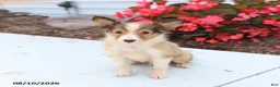 Shetland Sheepdog dogs for sale: Blaze - Ad 3