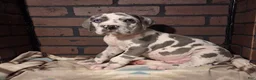 Great Dane dogs for sale: Micah - Ad 4