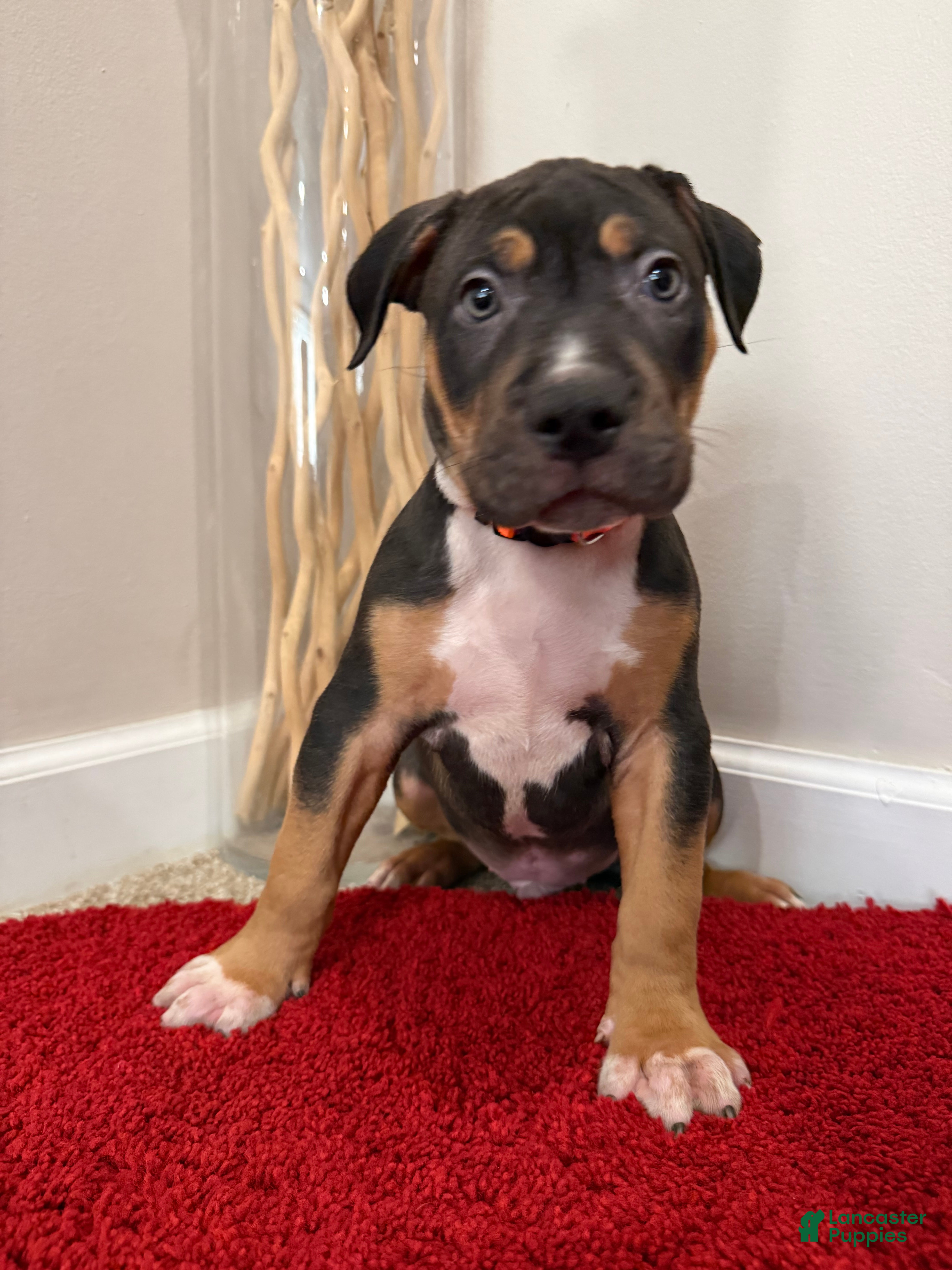 American Bully dogs American Bully Puppy 4 - Ad 40