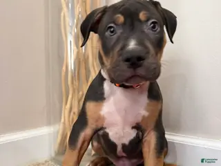 American Bully dogs American Bully Puppy 4 - Ad 40