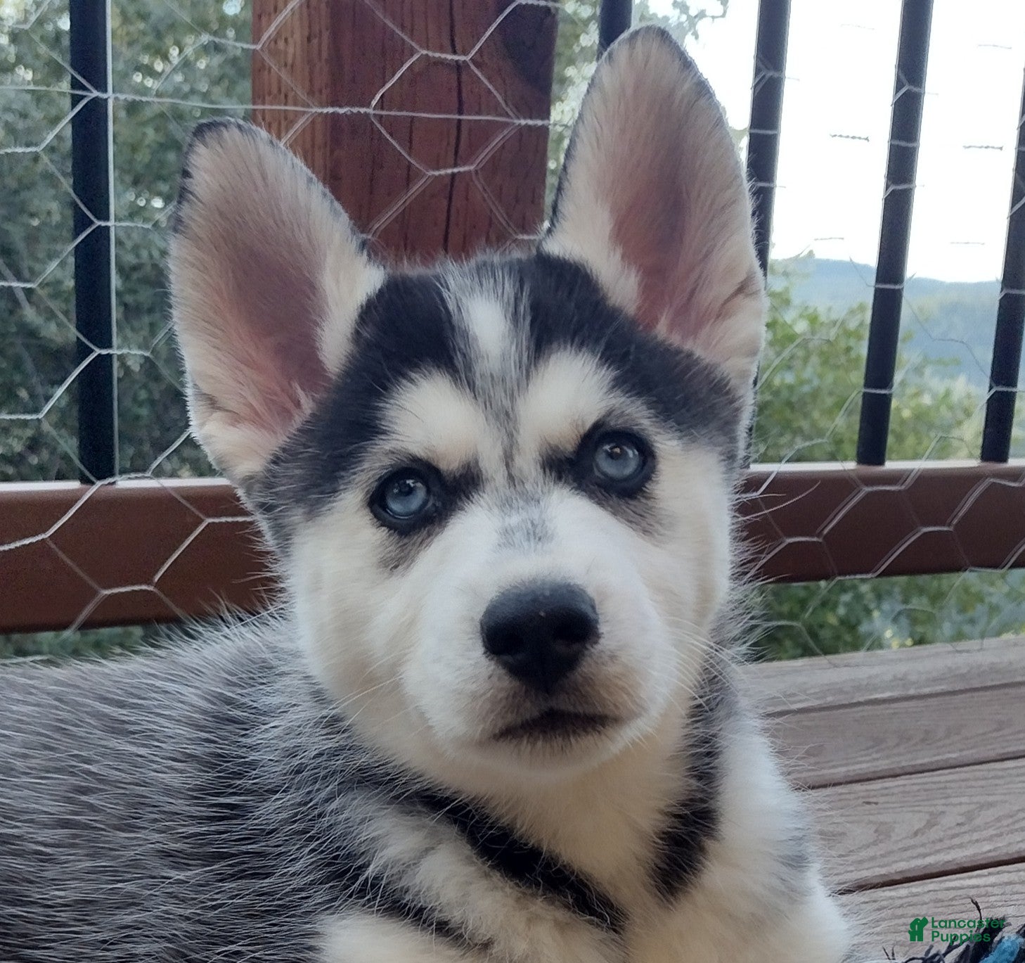 Gerberian Shepsky dogs Wolf - Ad 1