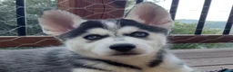 Gerberian Shepsky dogs for sale: Wolf - Ad 1