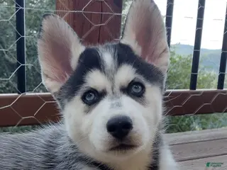 Gerberian Shepsky dogs for sale: Wolf - Ad 3