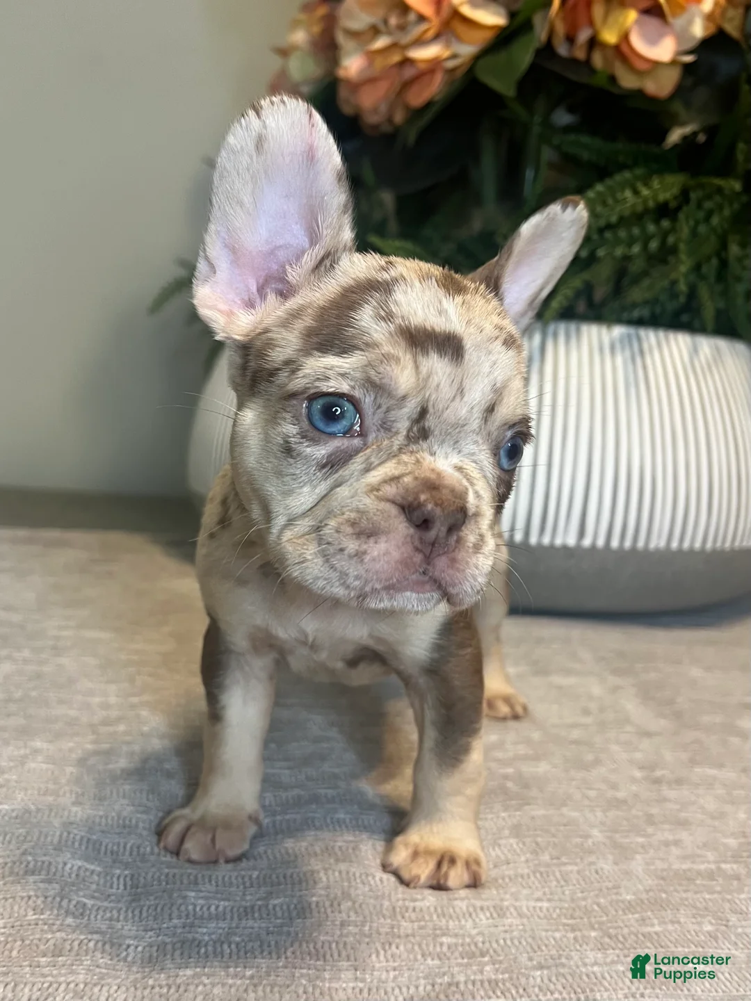 French Bulldog dogs for sale: Reese’s  - Ad 6