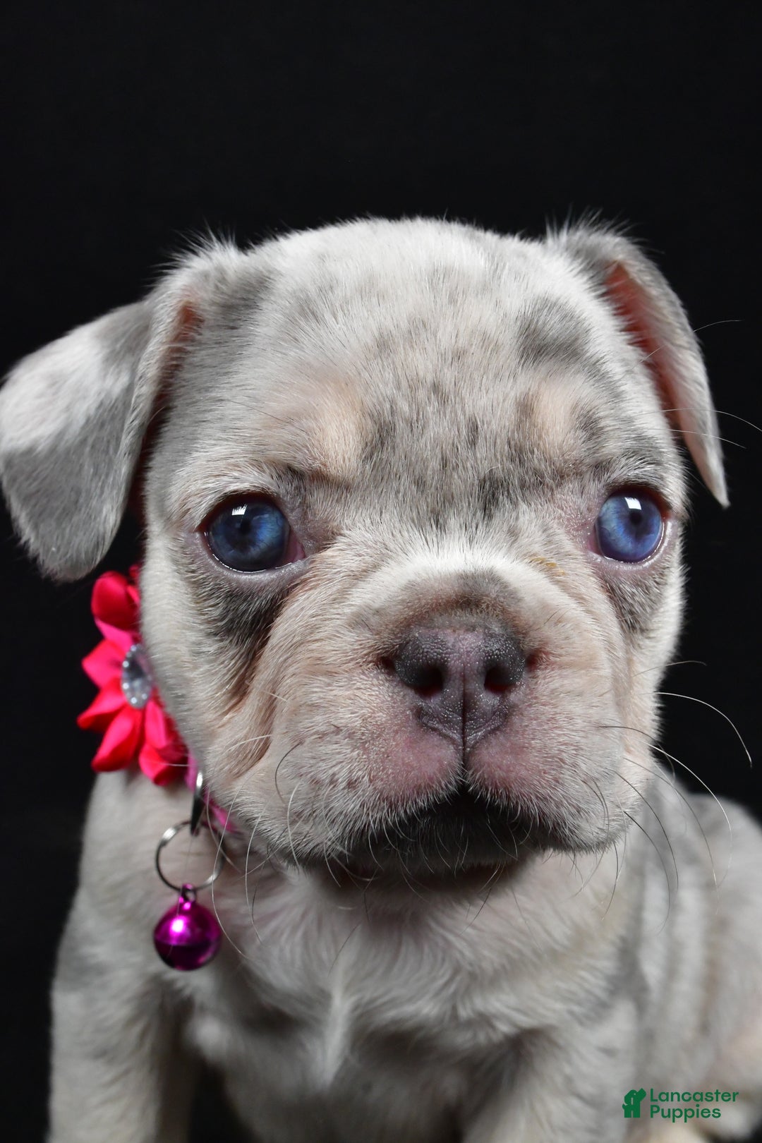 French Bulldog dogs for sale: Wanda - Ad 7