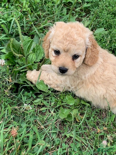 Cockapoo dogs Ben - Ad 2