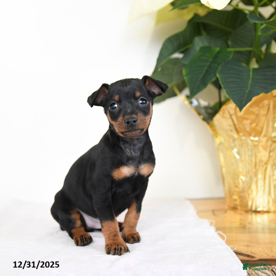 Miniature Pinscher dogs Lake  - Ad 2