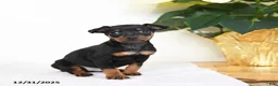 Miniature Pinscher dogs for sale: Lake  - Ad 2