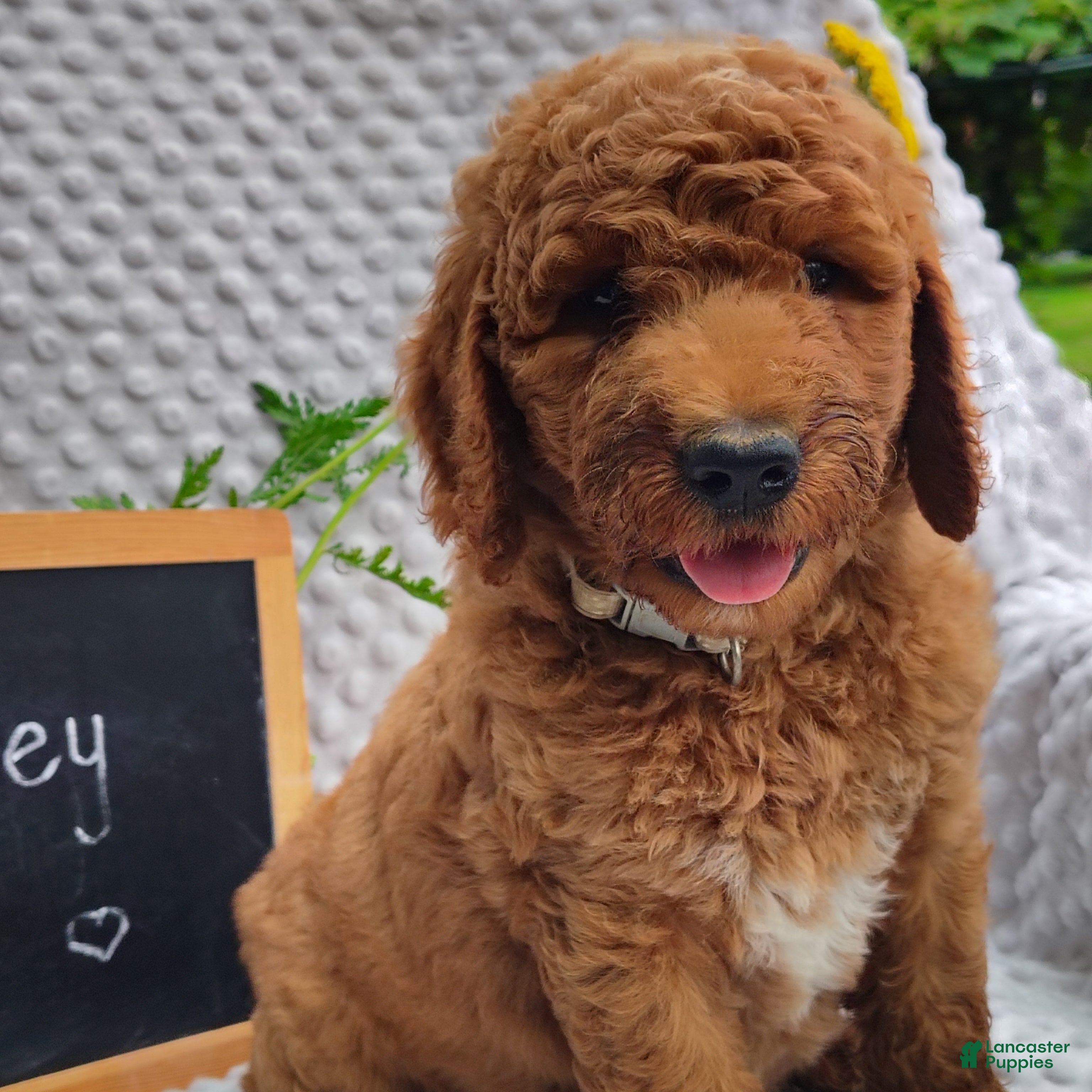 Mini Goldendoodle dogs Petey - Ad 2