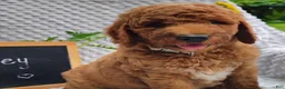 Mini Goldendoodle dogs for sale: Petey - Ad 2