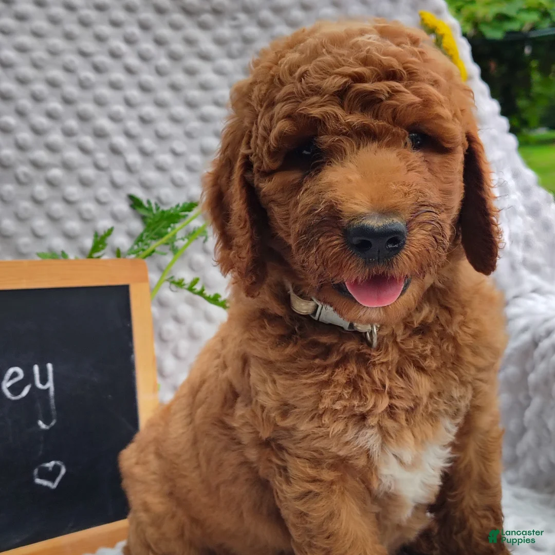 Mini Goldendoodle dogs for sale: Petey - Ad 2