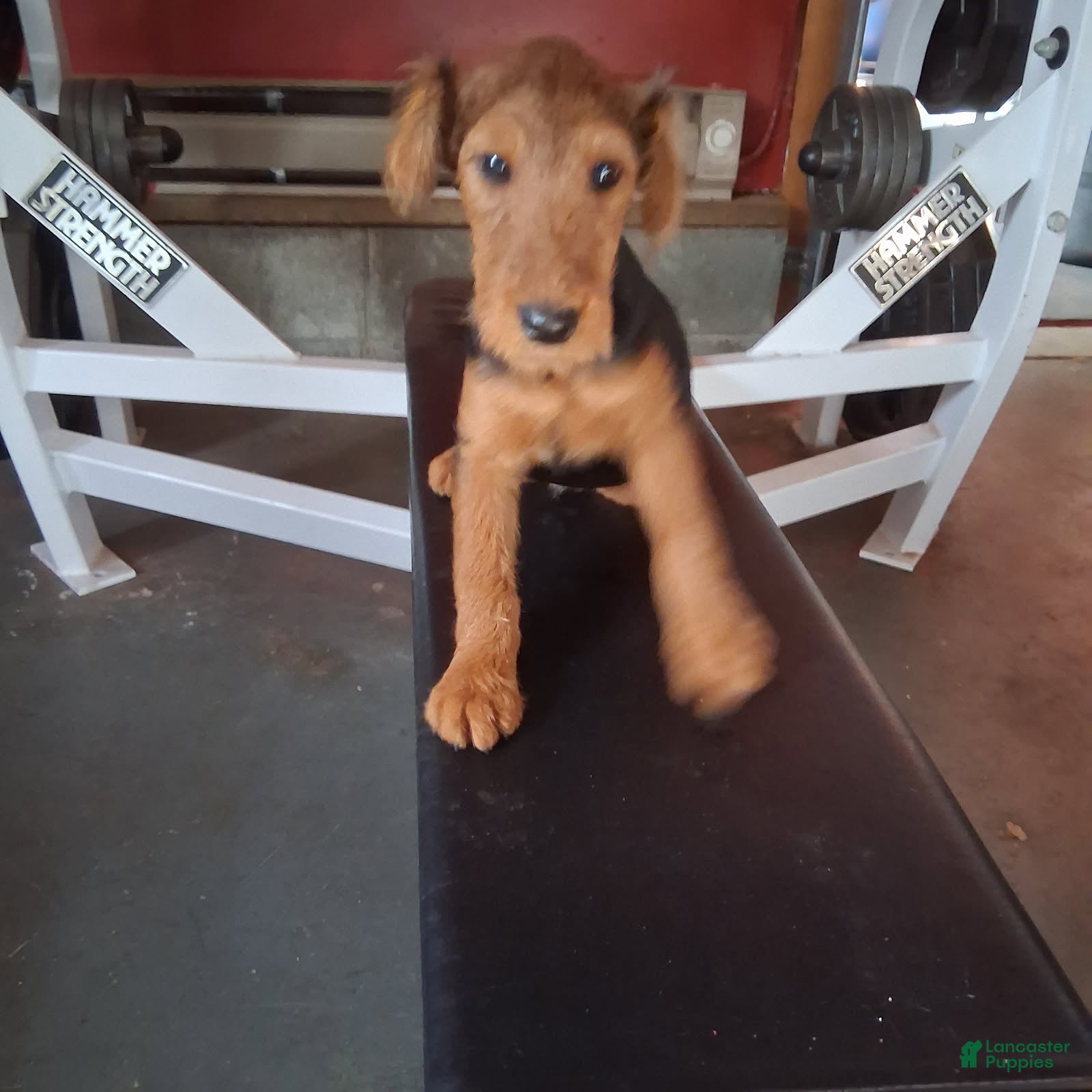 Welsh Terrier dogs Purple Lady - Ad 1