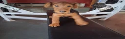 Welsh Terrier dogs for sale: Purple Lady - Ad 1