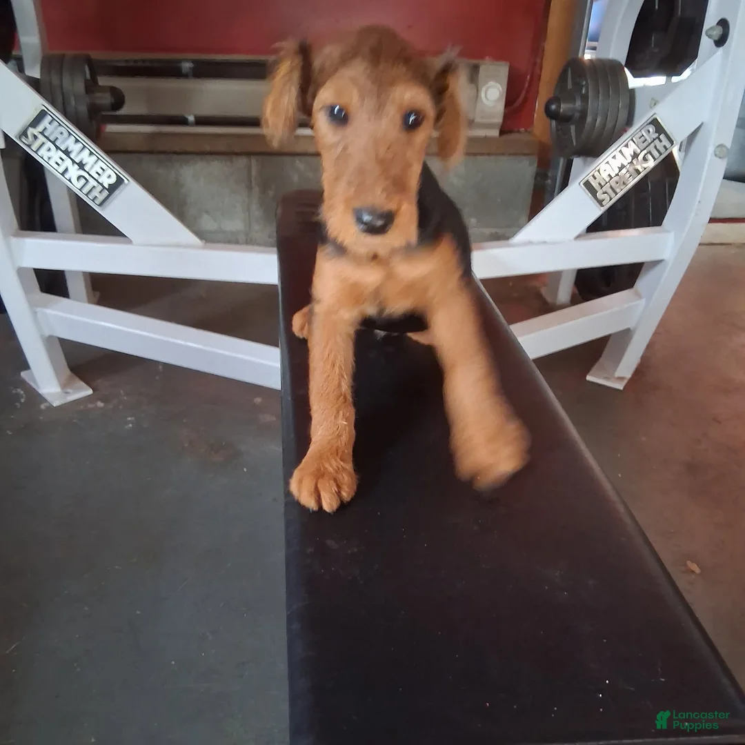 Welsh Terrier dogs for sale: Purple Lady - Ad 1