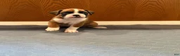 Boxer dogs for sale: Prada - Ad 3