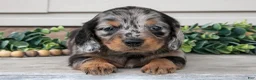 Miniature Dachshund dogs for sale: Rosie - Ad 3
