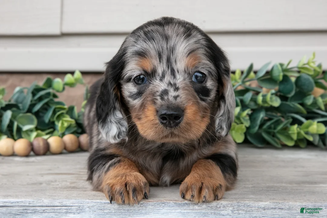 Miniature Dachshund dogs for sale: Rosie - Ad 3