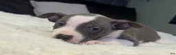 Mixed Breed dogs for sale: Piglet - Ad 5