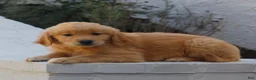 Golden Retriever dogs for sale: Bella  - Ad 3