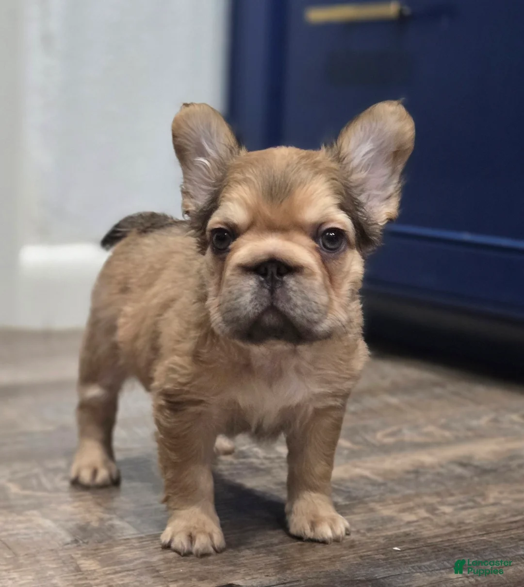 French Bulldog dogs for sale: 💛🧡Ginger🧡💛 - Ad 2
