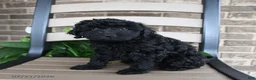 Havapoo dogs for sale: Ayla - Ad 5