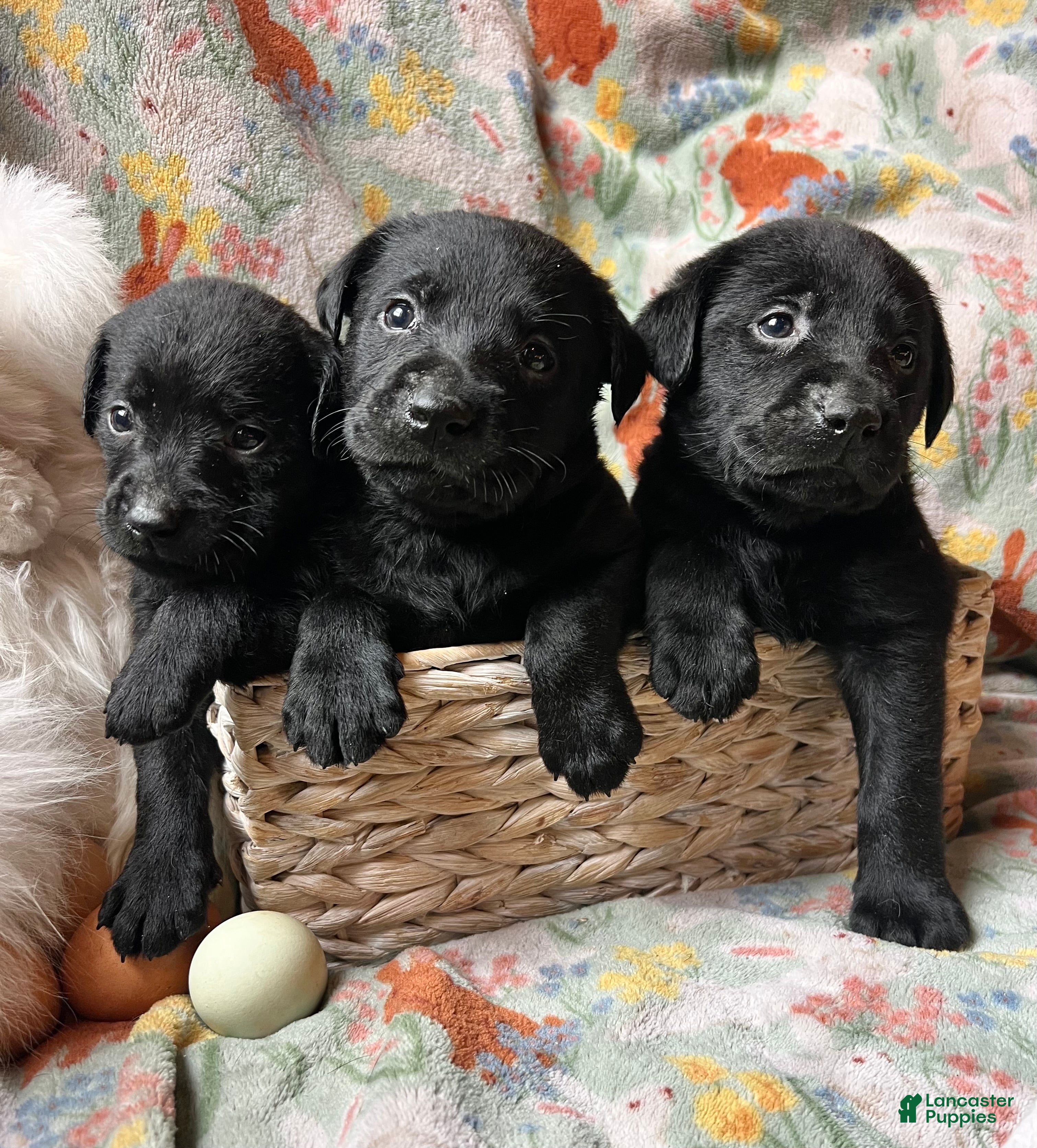 Labrador Retriever dogs Snapdragon  - Ad 6