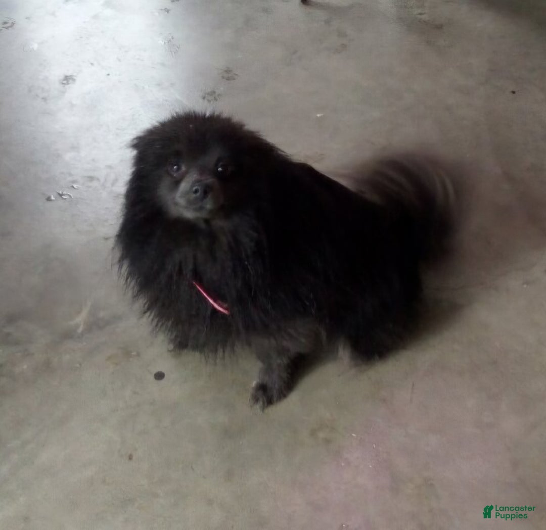Pomeranian dogs for sale: Annabelle - Ad 10