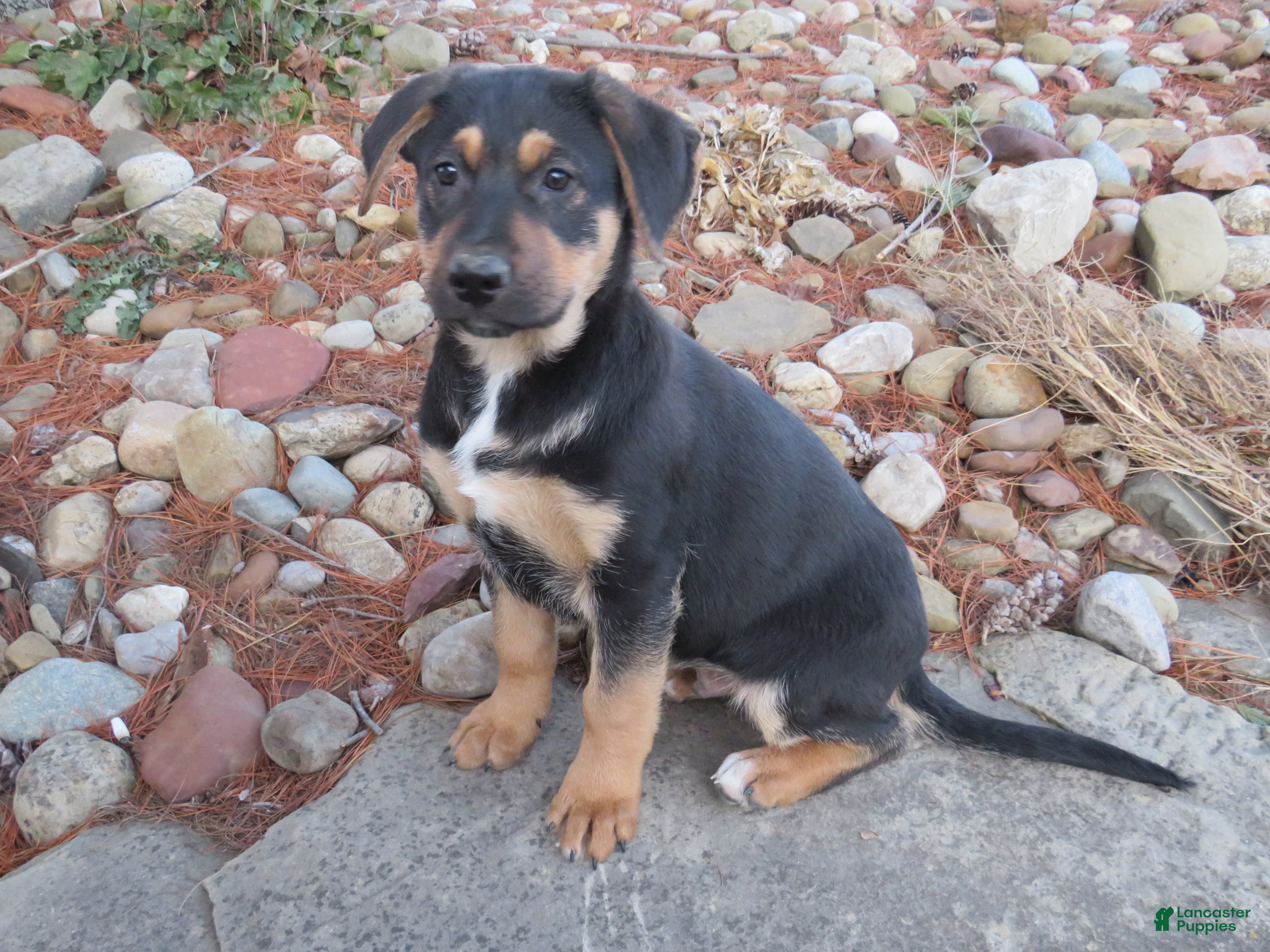 German Shepherd dogs Jax - Ad 13