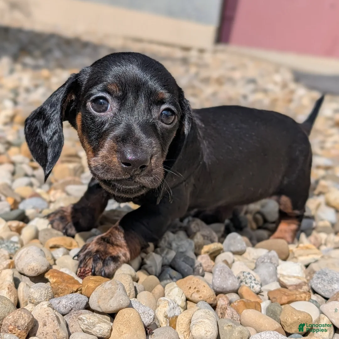 Miniature Dachshund dogs for sale: Spruce - Ad 1