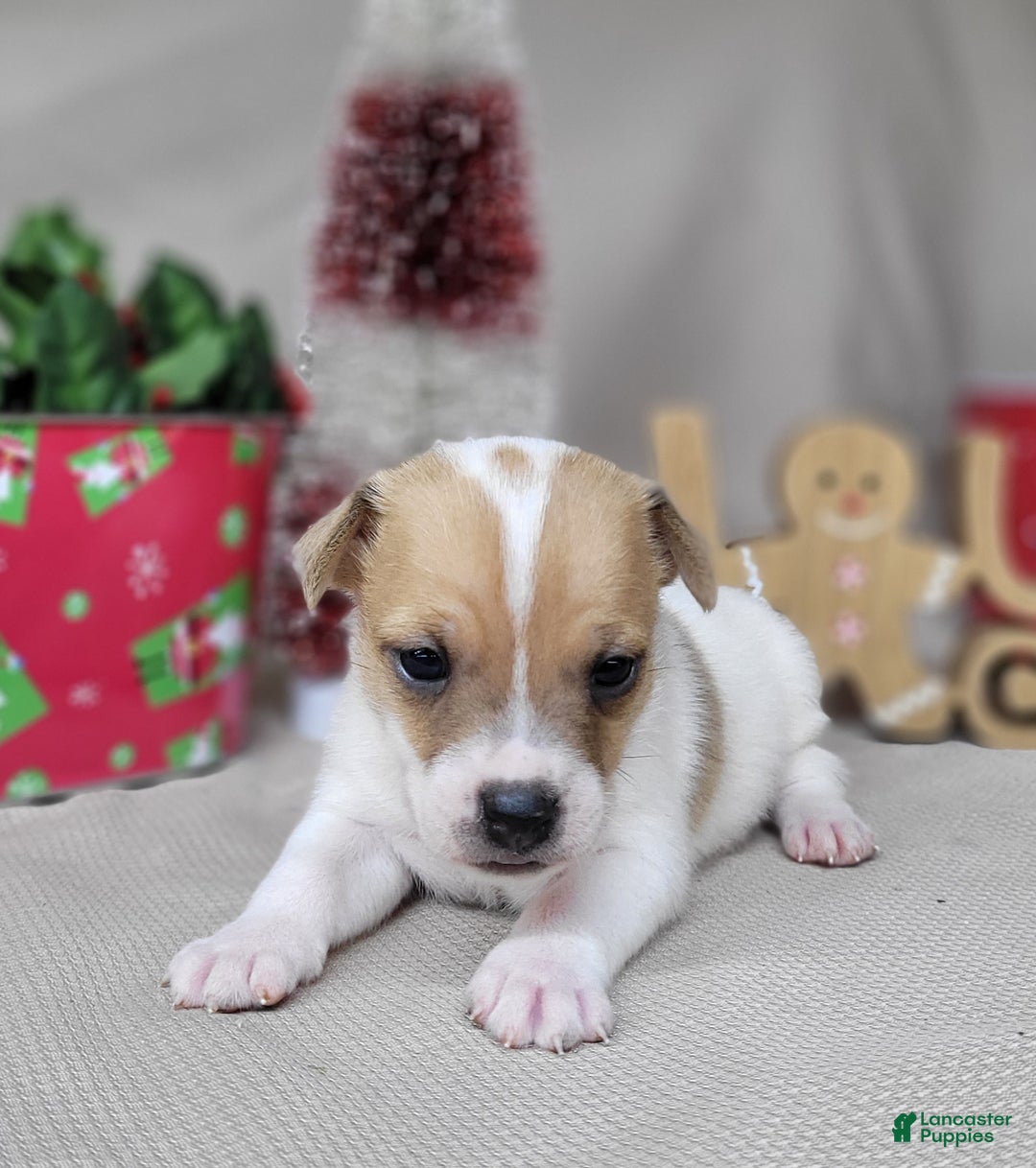 Jack Russell Terrier dogs for sale: Tang - Ad 1