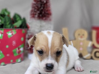 Jack Russell Terrier dogs Westfork's TANG - Ad 4