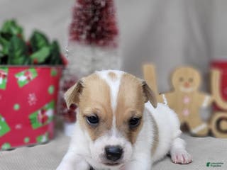 Jack Russell Terrier dogs Tang - Ad 36