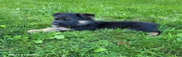 German Shepherd dogs for sale: Jack - Ad 6