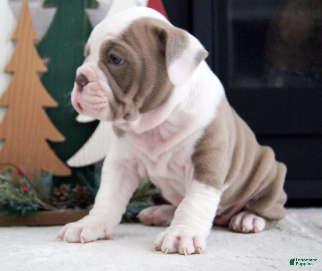 Olde English Bulldogge dogs for sale: Oakley - Ad 8