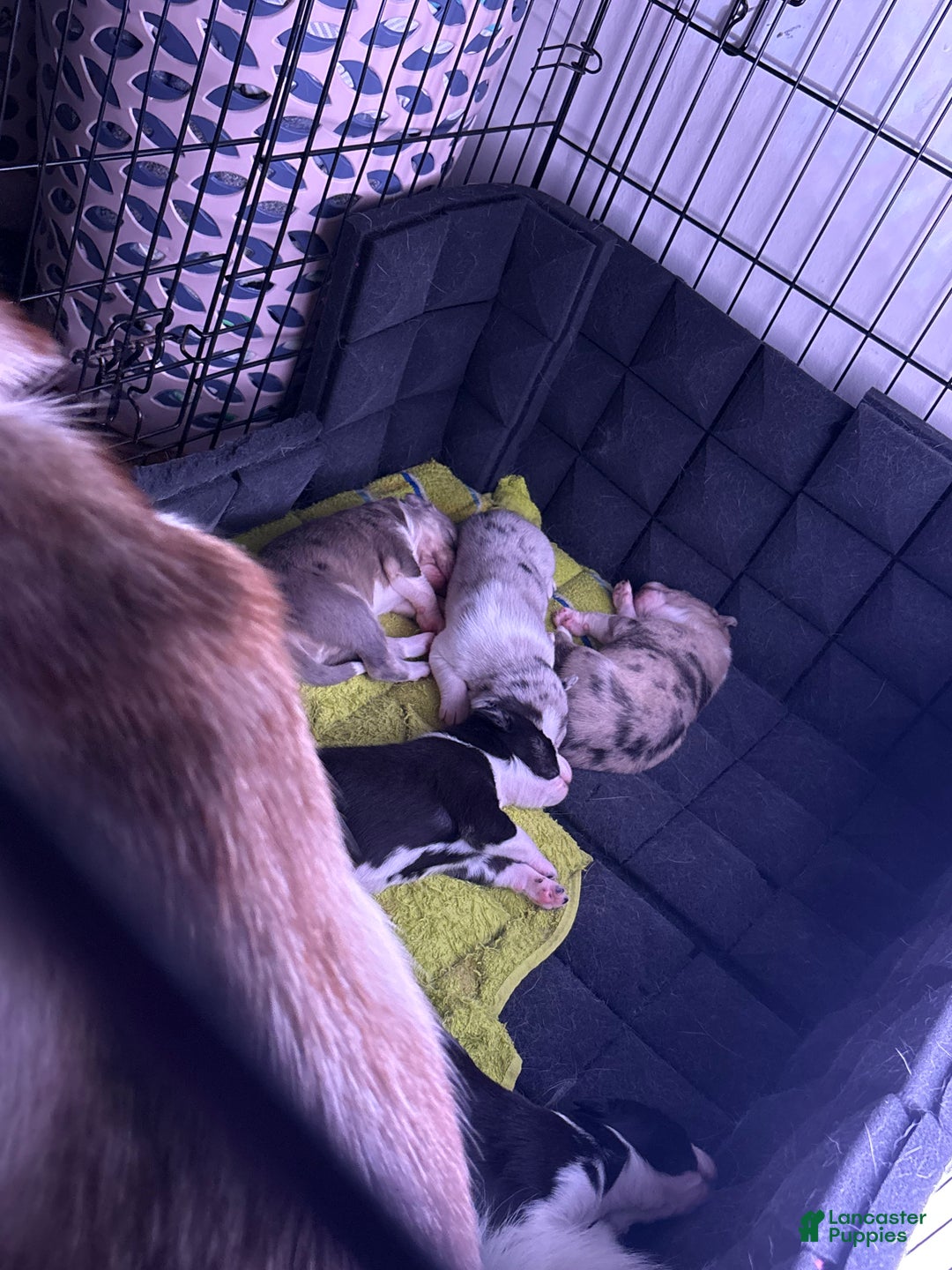 Mixed Breed dogs for sale: LILO- light brown Merle - Ad 3