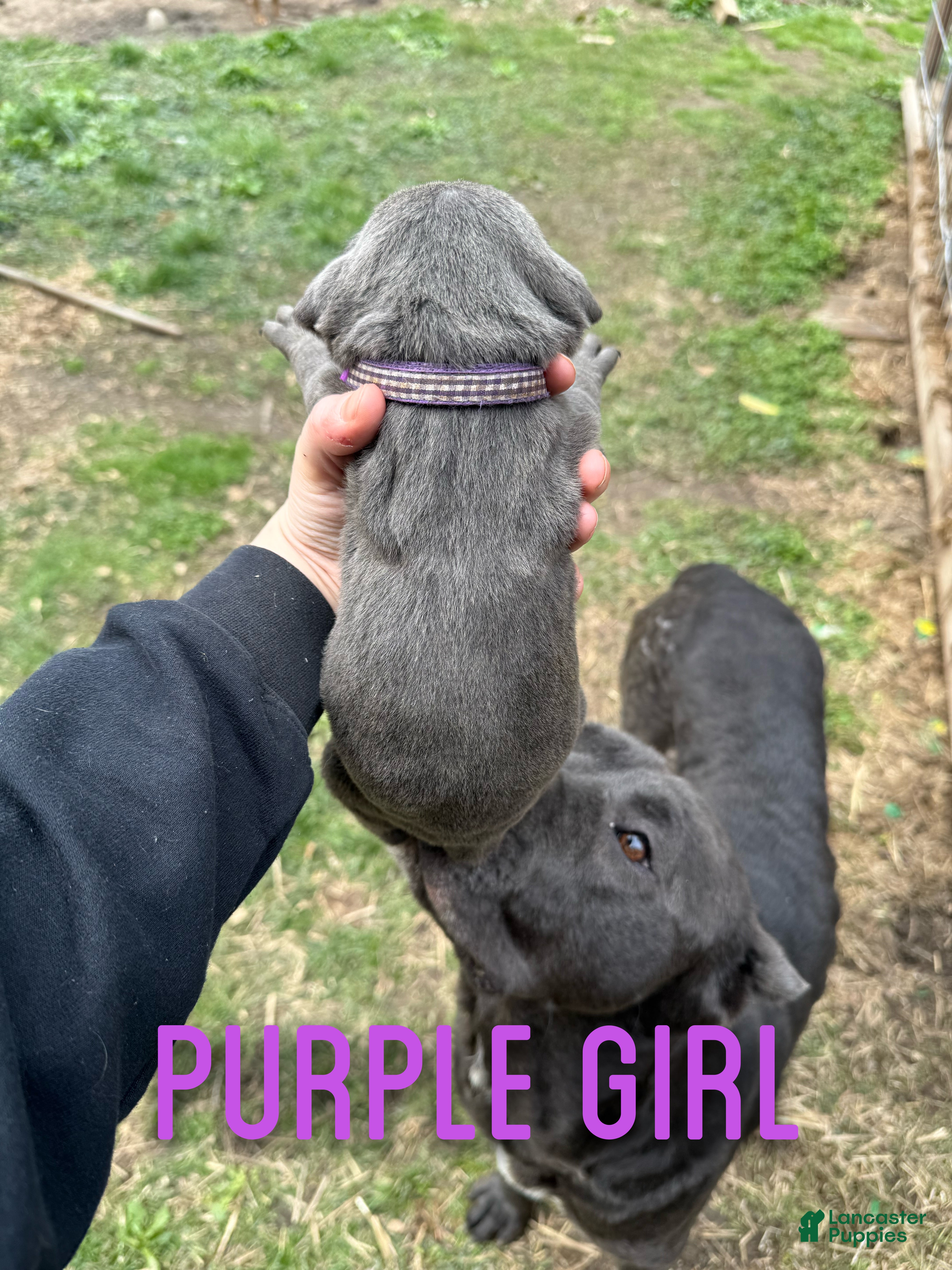 Cane Corso dogs Cane Corso Puppy 7 - Ad 29