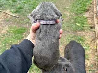 Cane Corso dogs Cane Corso Puppy 7 - Ad 29