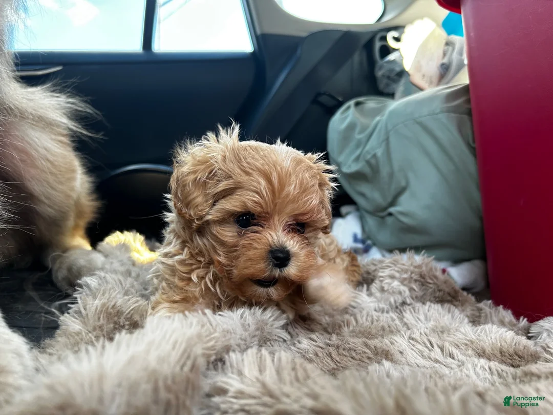 Maltipoo dogs for sale: Teddy J - Korean Teacup Maltipoo - Ad 2
