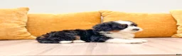 Mini Bernedoodle dogs for sale: Haven - Ad 4