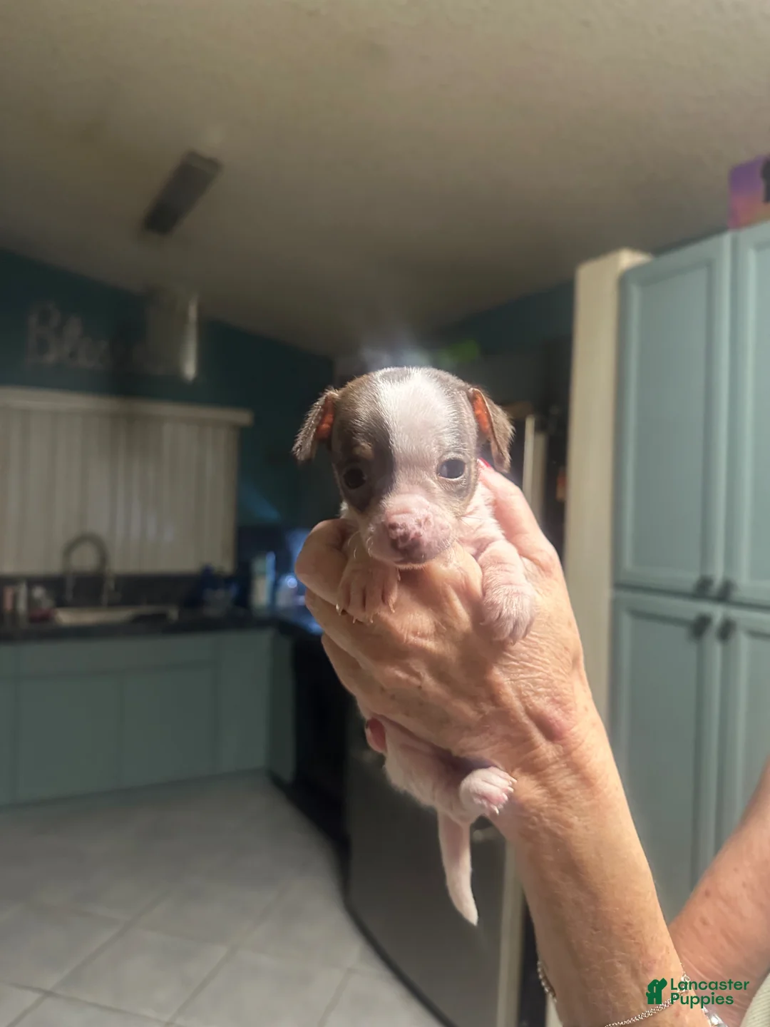 Chihuahua dogs for sale: Princess - Ad 1