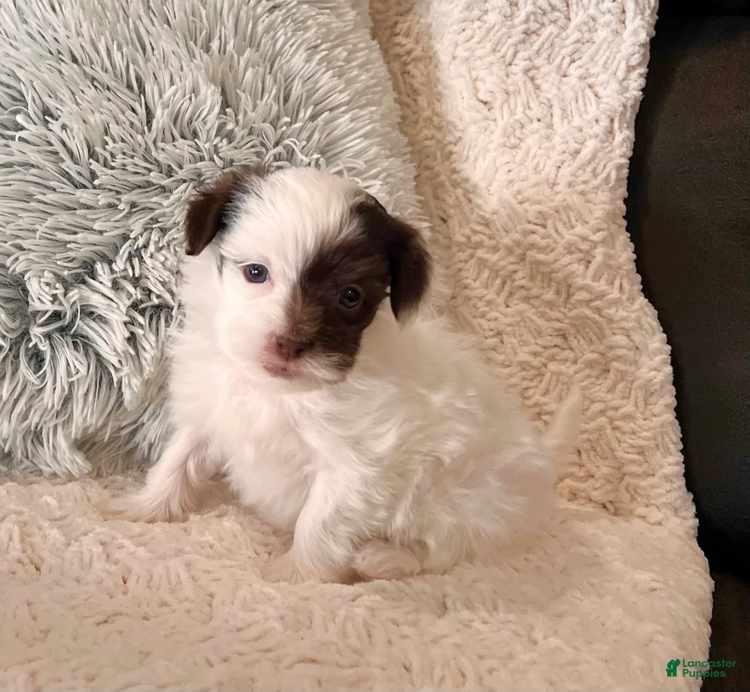 Havapoo dogs for sale: Mitzi - Ad 7