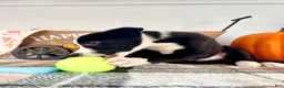 Border Collie dogs for sale: Oakley - Ad 5