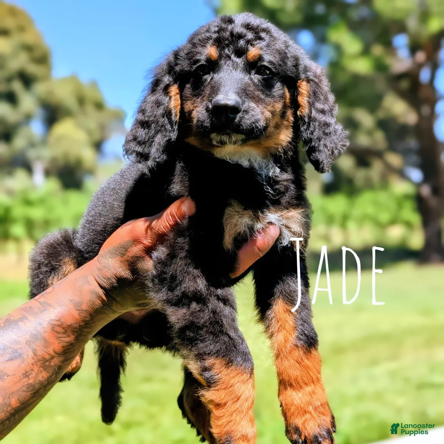 Mixed Breed dogs JADE - Ad 1