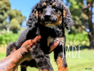 Mixed Breed dogs for sale: JADE - Ad 1
