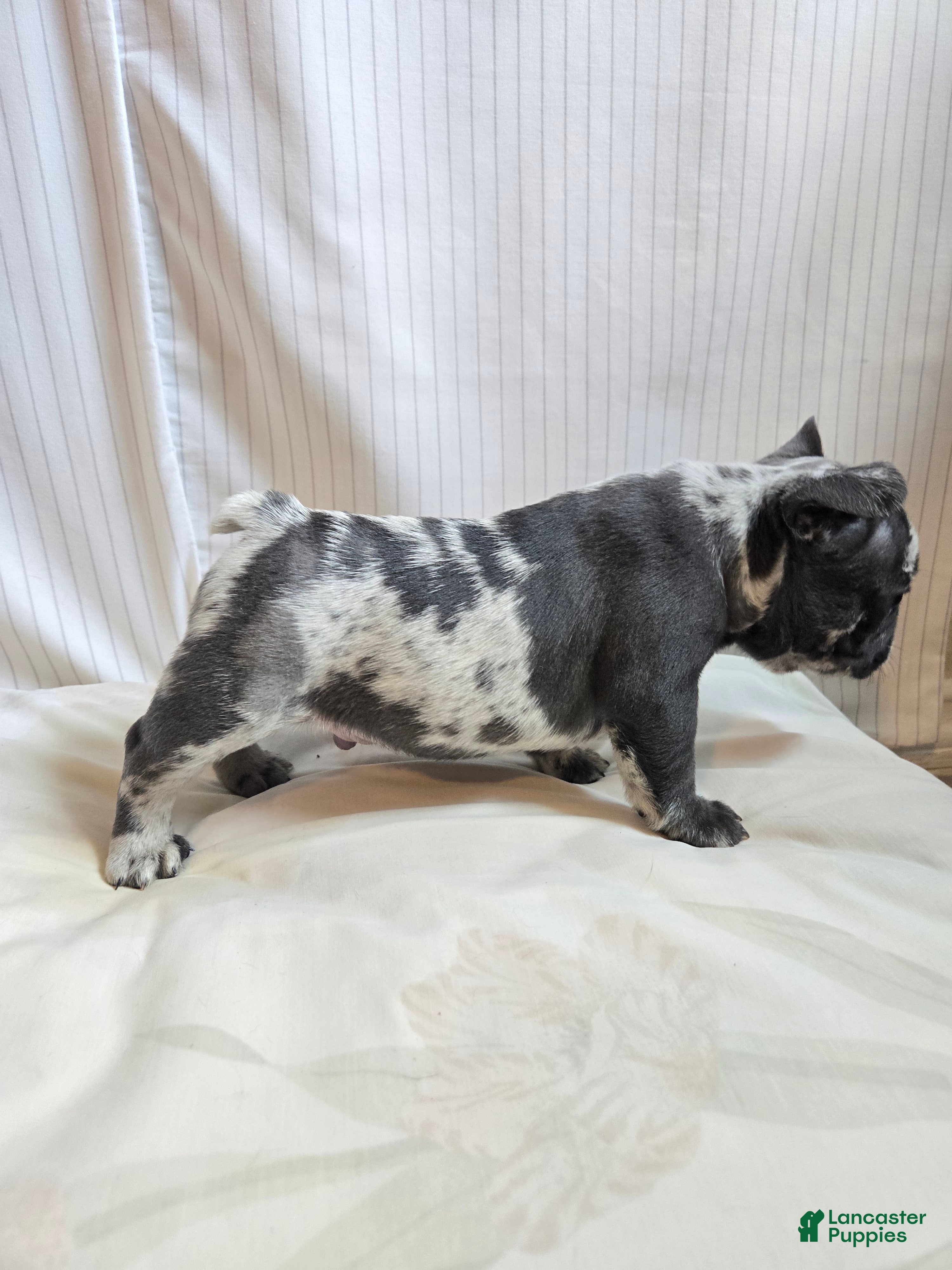 French Bulldog dogs for sale: Oslo - Ad 6
