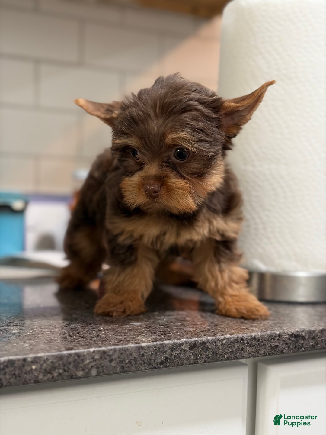 Yorkshire Terrier dogs for sale: Hazel *GET NOW* PAY LATER* - Ad 4