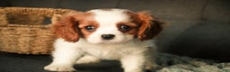Cavalier King Charles Spaniel dogs for sale: Barnaby - Ad 2