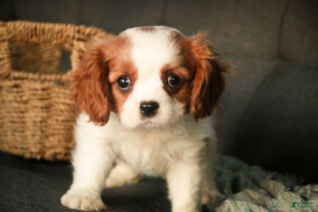 Cavalier King Charles Spaniel dogs for sale: Barnaby - Ad 2