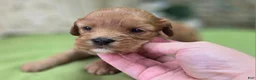 Cavapoo dogs for sale: Indigo - Ad 14